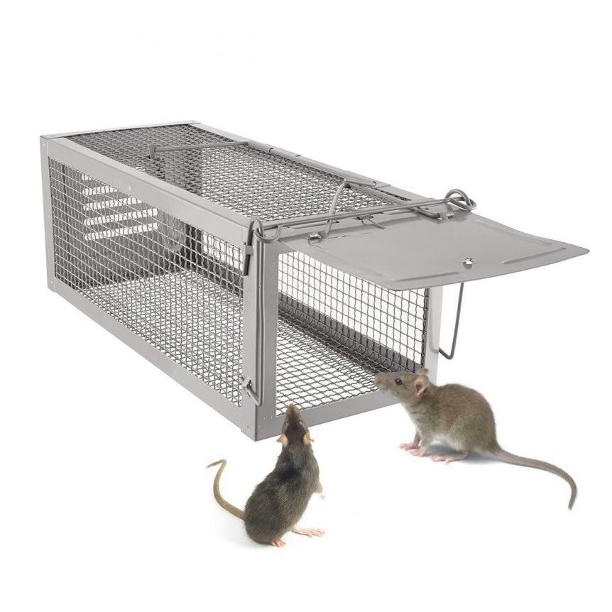 Why Your Rat Trap May Not Work – Ratsense Singapore